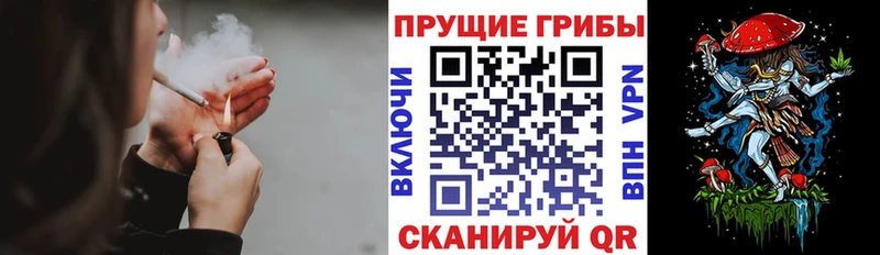 Псилоцибиновые грибы Psilocybe  Тогучин 